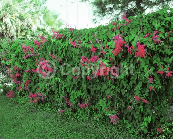 Red blooms; Pink blooms; Evergreen; Deciduous; North American Native