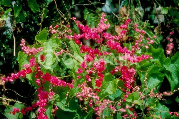 Red blooms; Pink blooms; Evergreen; Deciduous; North American Native