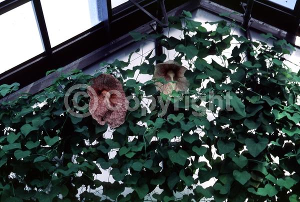 Rust or bronze blooms; Deciduous
