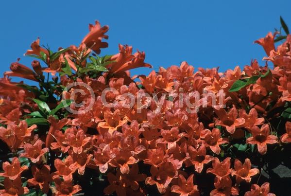 Orange blooms; Evergreen; Semi-evergreen