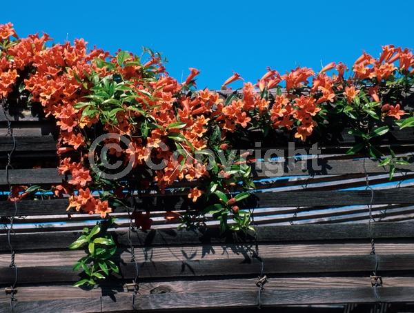 Orange blooms; Evergreen; Semi-evergreen