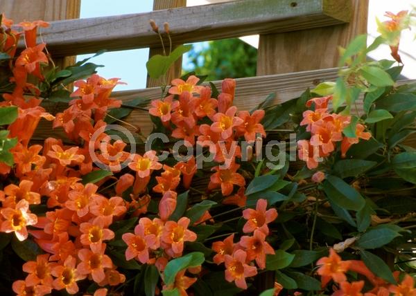 Orange blooms; Evergreen; Semi-evergreen