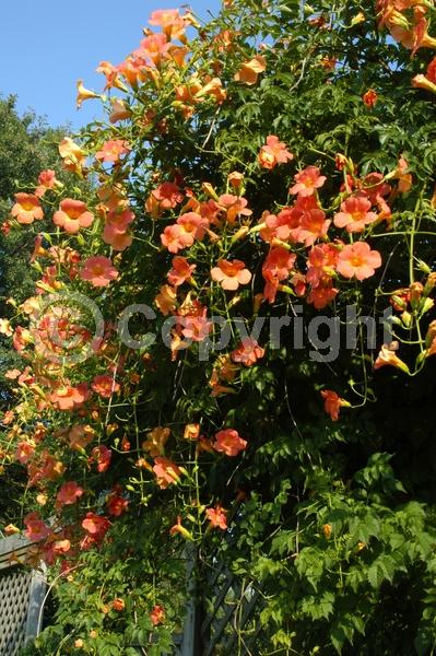 Orange blooms; Deciduous; Broadleaf