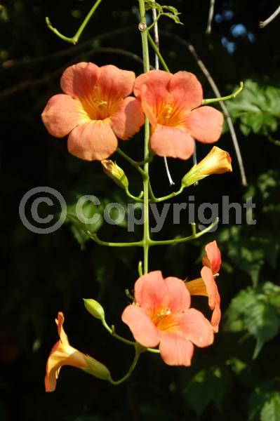 Orange blooms; Deciduous; Broadleaf