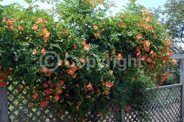 Orange blooms; Deciduous; Broadleaf
