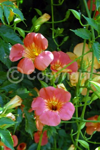 Orange blooms; Deciduous; Broadleaf