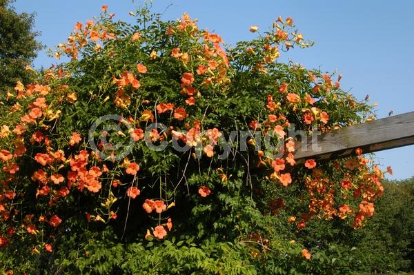 Orange blooms; Deciduous; Broadleaf