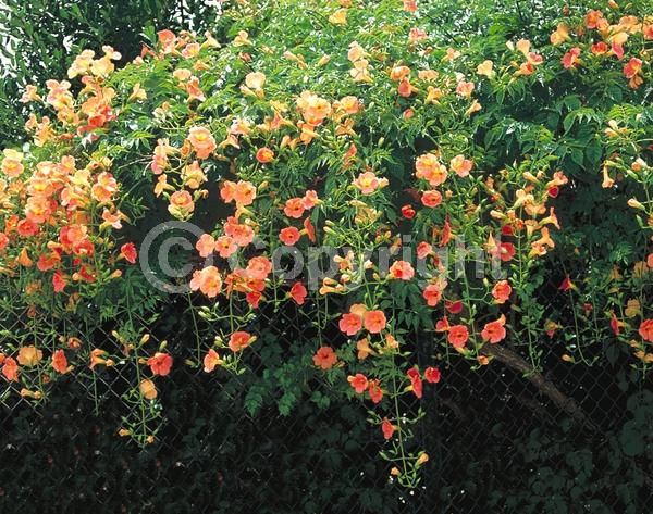 Orange blooms; Yellow blooms; Deciduous; Broadleaf