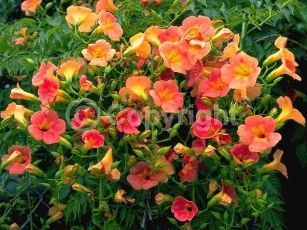 Orange blooms; Yellow blooms; Deciduous; Broadleaf