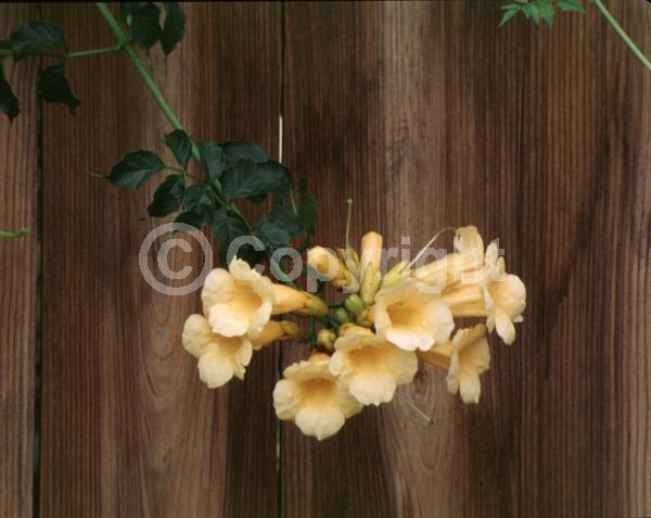 Yellow blooms; Deciduous; Broadleaf