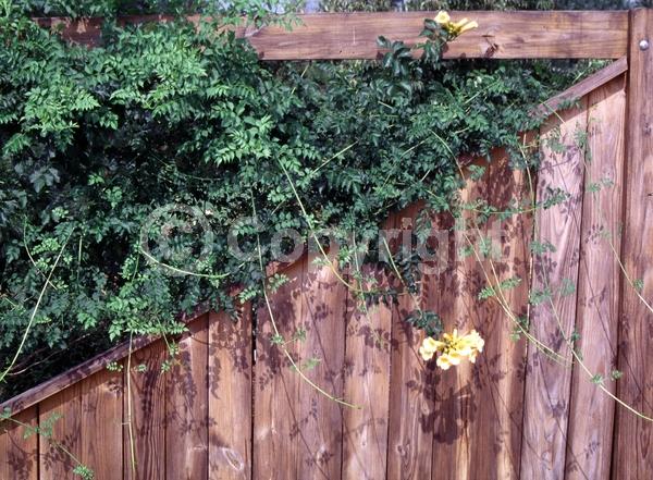 Yellow blooms; Deciduous; Broadleaf