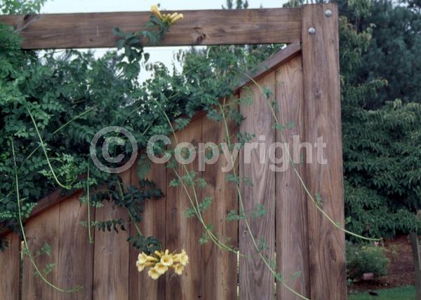 Yellow blooms; Deciduous; Broadleaf
