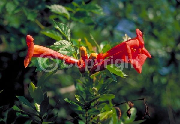 Orange blooms; Yellow blooms; Deciduous; Broadleaf; North American Native