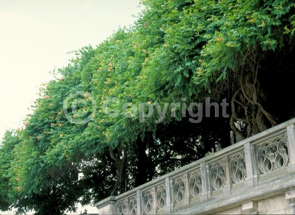Orange blooms; Yellow blooms; Deciduous; Broadleaf; North American Native