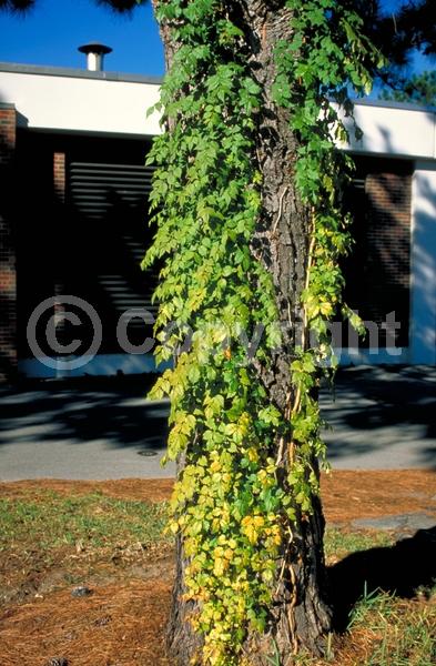 Orange blooms; Yellow blooms; Deciduous; Broadleaf; North American Native