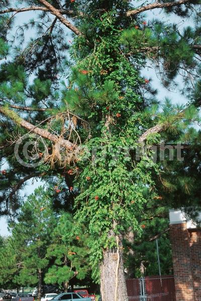 Orange blooms; Yellow blooms; Deciduous; Broadleaf; North American Native