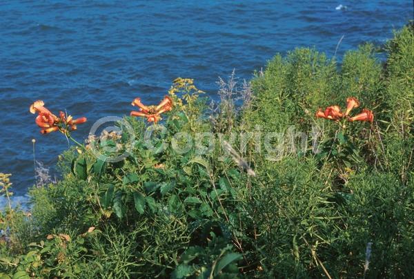 Orange blooms; Yellow blooms; Deciduous; Broadleaf; North American Native