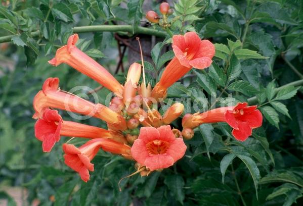 Orange blooms; Yellow blooms; Deciduous; Broadleaf; North American Native