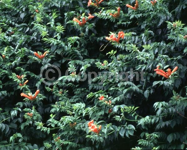 Orange blooms; Yellow blooms; Deciduous; Broadleaf; North American Native