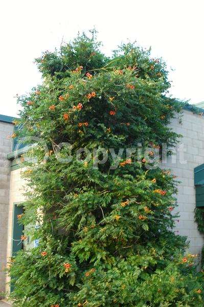 Orange blooms; Yellow blooms; Deciduous; Broadleaf; North American Native