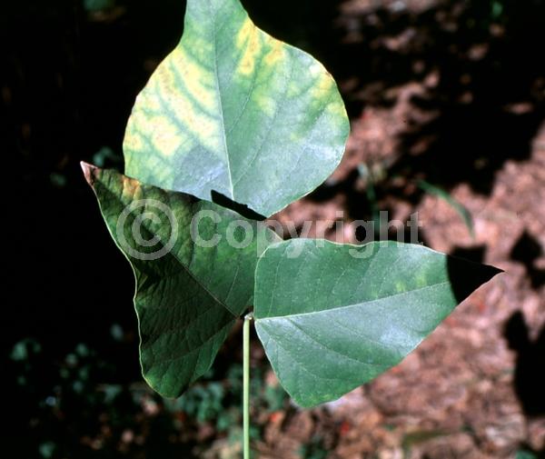 Red blooms; Orange blooms; Deciduous; North American Native