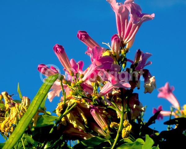 Pink blooms; Lavender blooms; Evergreen; Needles or needle-like leaf