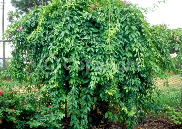 Pink blooms; Lavender blooms; Evergreen; Needles or needle-like leaf