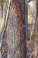 Toxicodendron radicans