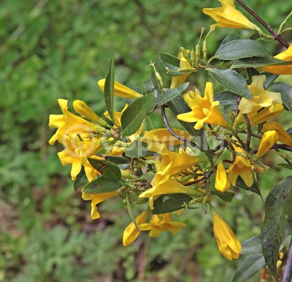 Yellow blooms; Evergreen; Broadleaf; North American Native