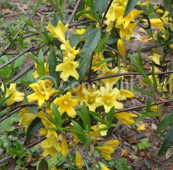 Yellow blooms; Evergreen; Broadleaf; North American Native