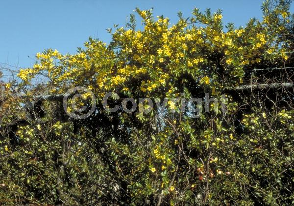 Yellow blooms; Evergreen; Broadleaf; North American Native