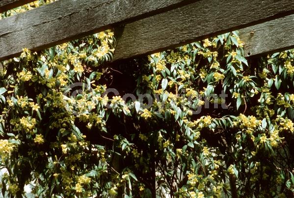 Yellow blooms; Evergreen; Broadleaf; North American Native