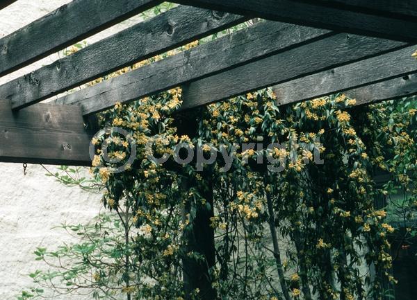 Yellow blooms; Evergreen; Broadleaf; North American Native