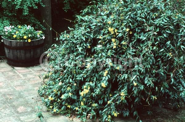 Yellow blooms; Evergreen; Broadleaf; North American Native