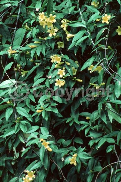 Yellow blooms; Evergreen; Broadleaf; North American Native