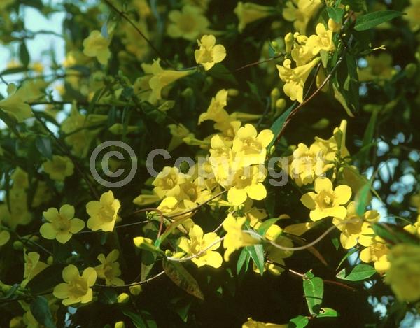 Yellow blooms; Evergreen; Broadleaf; North American Native