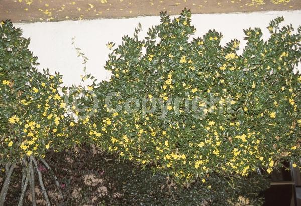 Yellow blooms; Evergreen; Broadleaf; North American Native