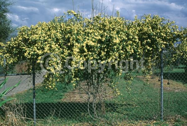 Yellow blooms; Evergreen; Broadleaf; North American Native