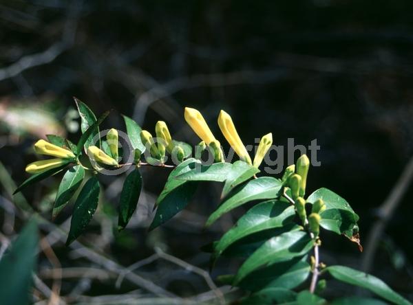 Yellow blooms; Evergreen; Broadleaf; North American Native