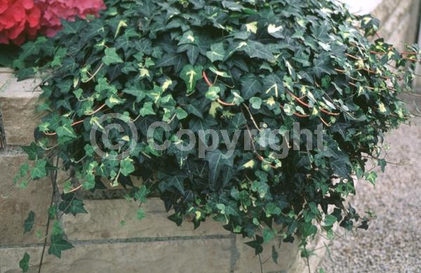 White blooms; Evergreen; Broadleaf
