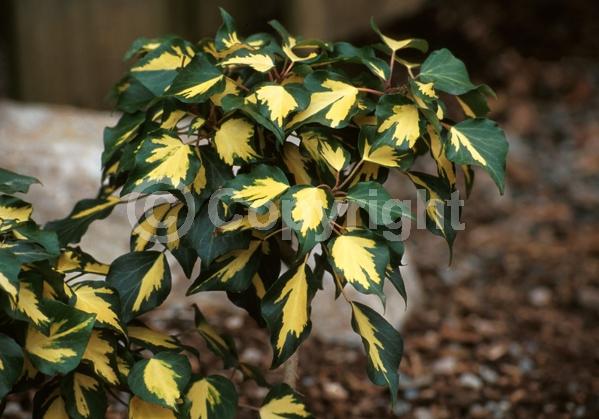 White blooms; Evergreen; Broadleaf