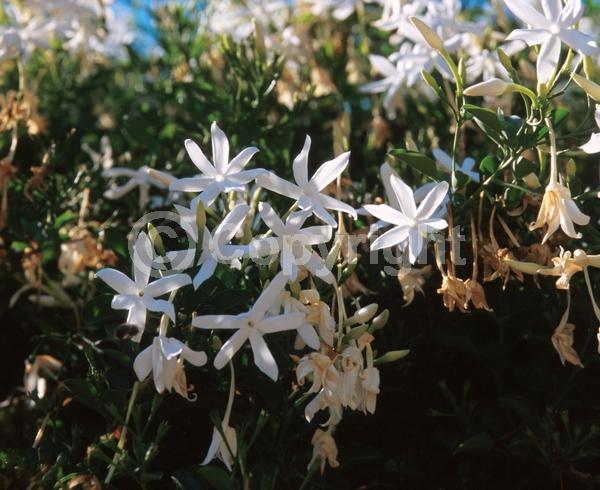 White blooms; Evergreen