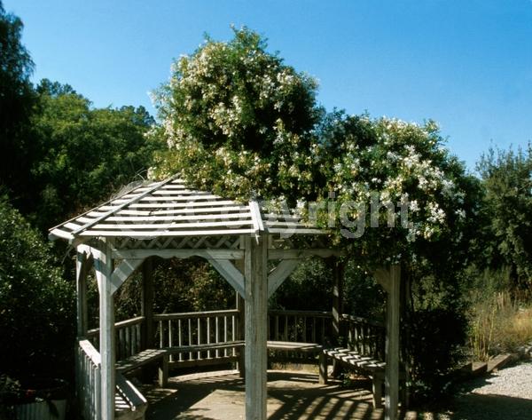 White blooms; Evergreen