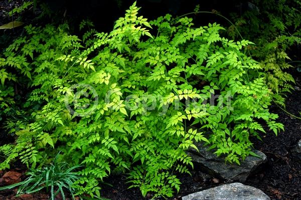White blooms; Deciduous