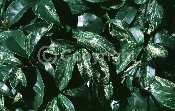 White blooms; Evergreen; Broadleaf