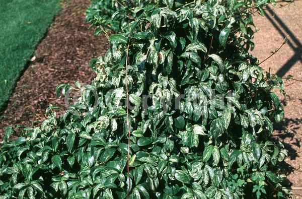 White blooms; Evergreen; Broadleaf