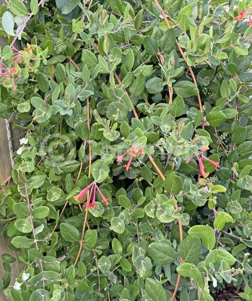 Red blooms; Orange blooms; Evergreen; Semi-evergreen; Deciduous; Broadleaf; North American Native