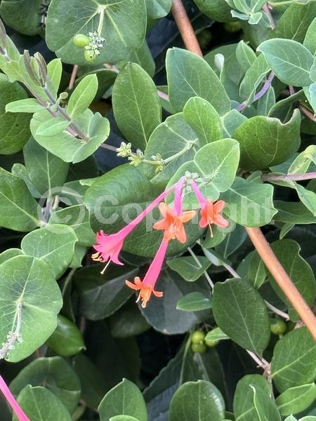 Red blooms; Orange blooms; Evergreen; Semi-evergreen; Deciduous; Broadleaf; North American Native