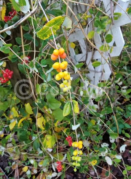 Red blooms; Orange blooms; Evergreen; Semi-evergreen; Deciduous; Broadleaf; North American Native