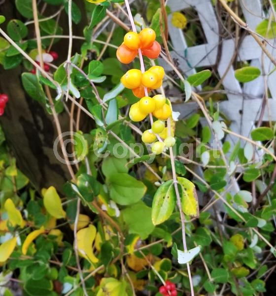 Red blooms; Orange blooms; Evergreen; Semi-evergreen; Deciduous; Broadleaf; North American Native